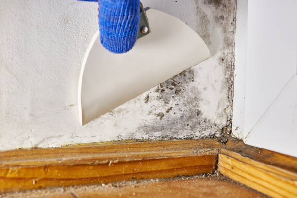 Best Forensic Mold Investigation  in Luna Pier, MI